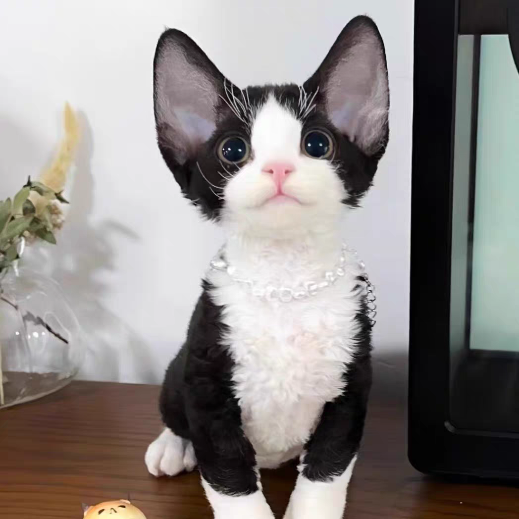 猫舍直销批发价格出售德文卷毛猫